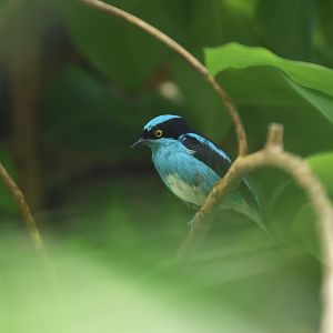 Black-faced dacnis (Dacnis lineata)