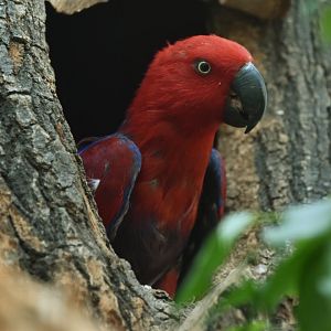 Eclectus parrot (Eclectus roratus)