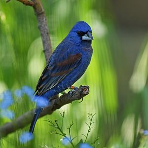 Blue grosbeak (Passerina caerulea)