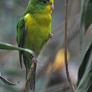 Mountain parakeet (Psilopsiagon aurifrons)