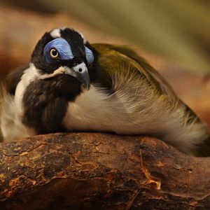 Blue-faced honeyeater (Entomyzon cyanotis)