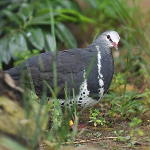 Wonga pigeon (Leucosarcia melanoleuca)