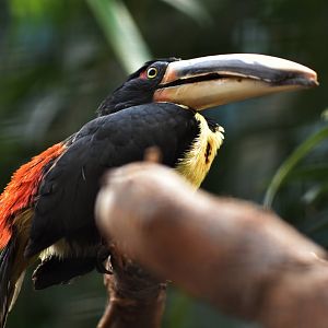 Pale-billed aracari (Pteroglossus erythropygius)