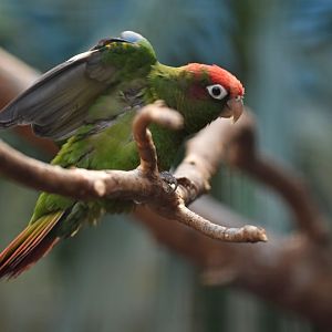 Red-masked parakeet (Psittacara erythrogenys)