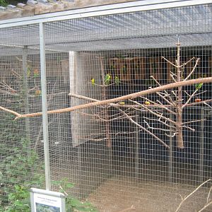 Nordsjællands Fuglepark - Masked lovebird aviary