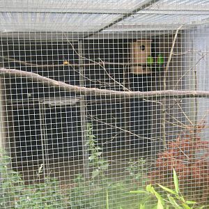 Nordsjællands Fuglepark - Red-winged parrot aviary