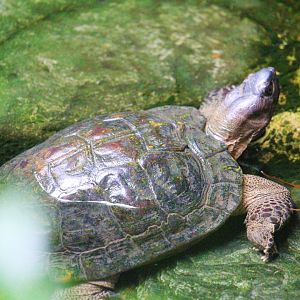 Male Heosemys spinosa (Asian Turtles Exhibit)