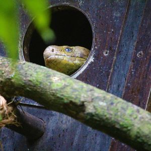 Corucia zebrata ( temporary(?) replacement of Varanus macraei in Tortoise Shell-Ter )