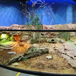 RepTopia - Mexican Beaded Lizard exhibit