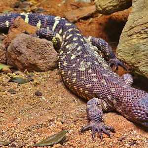 RepTopia - Mexican Beaded Lizard (Heloderma horridum horridum)