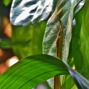 RepTopia - Malagasy Leaf-nosed Snake (Langaha madagascariensis)