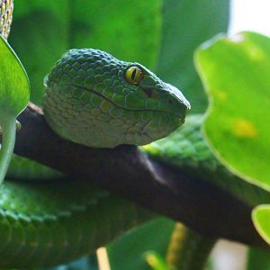 RepTopia - Large-eyed Pit Viper (Trimeresurus macrops)