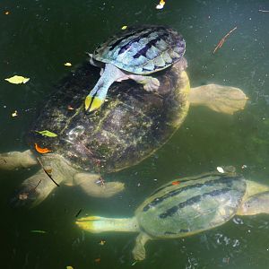 Burmese Roofed Turtles (Batagur trivittata)