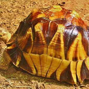Tortoise Shell-ter - Ploughshare Tortoise