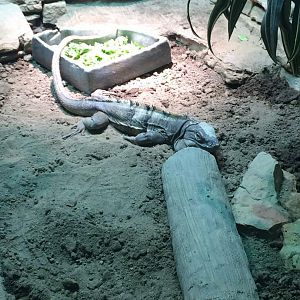 Ctenosaura Identification