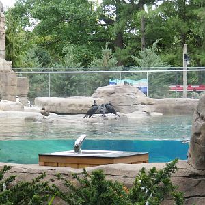 Aug. 2020 Coming Soon! - Penguin Point (Former Sea Lion Exhibit)