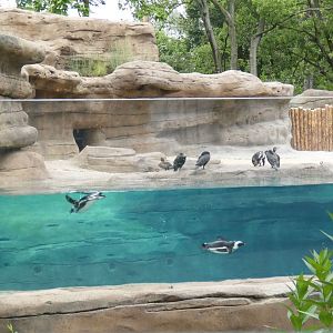 Aug. 2020 Coming Soon! - Penguin Point (Former Sea Lion Exhibit)
