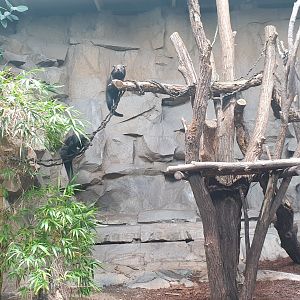 Sun Bear/Binturong indoor ABH