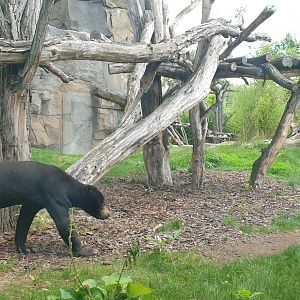 Sun Bear outdoor