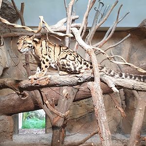 Clouded Leopard indoor ABH