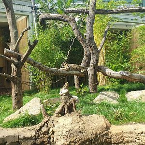 Clouded Leopard outdoor ABH