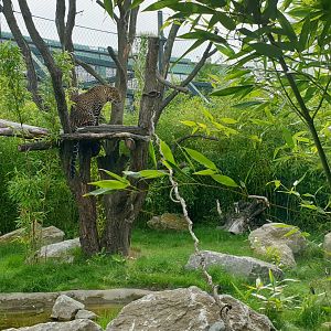 Javan Leopard outdoor ABH