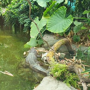 False Gharial, Tomistoma ABH