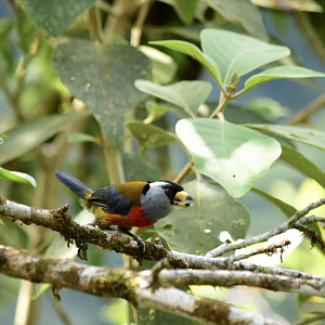 Toucan barbet (Semnornis ramphastinus)