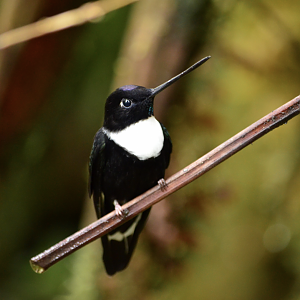 Collared inca (Coeligena torquata)