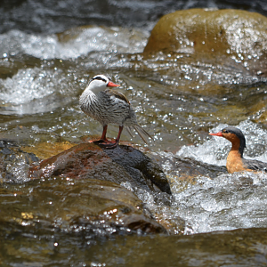 Torrent duck pair (Merganetta armata colombiana)