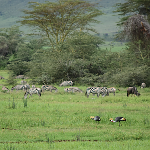 Grey crowned cranes, plains zebra and wildebeest at Ngorongoro
