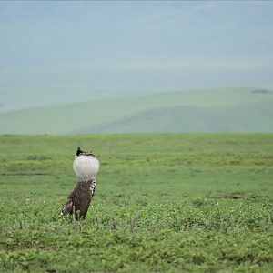 Male kori bustard (Ardeotis kori) displaying