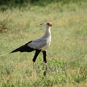 Secretary bird (Sagittarius serpentarius)