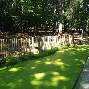 Native amphibian pool at former site of European wildcat exhibit, 2020-07-12
