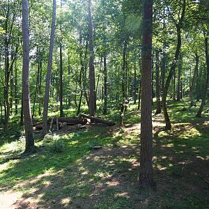 Arctic wolf exhibit, 2020-07-12