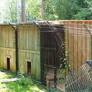 Arctic wolf holding area, 2020-07-12