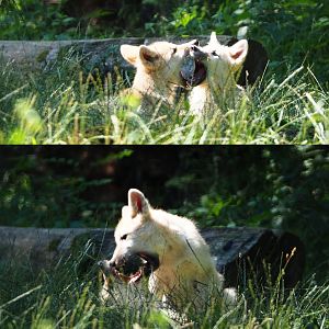 Juvenile Arctic wolves (Canis lupus arctos), 2020-07-12