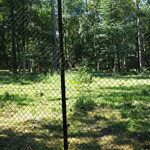 Arctic wolf exhibit, 2020-07-12