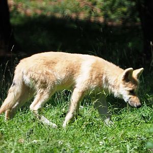 Juvenile Arctic wolf (Canis lupus arctos), 2020-07-12