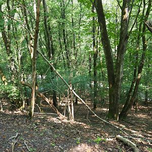 Ravine forest - Part of the Alpine chamois territory, 2020-07-12