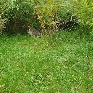 Dusky Pademelon/ Goodfellow's Tree-Kangaroo Walktrough enclosure