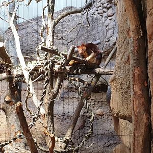 Dusky Pademelon/ Goodfellow's Tree-Kangaroo indoor