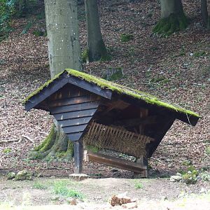Alpine chamois feeding rack, 2020-07-12