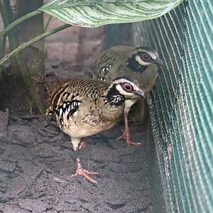 Bar-backed partridge (Arborophila brunneopectus)