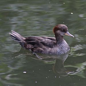 Hooded merganser (Lophodytes cucullatus)