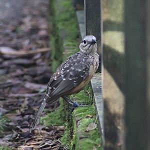 Fawn-breasted bowerbird (Chlamydera cerviniventris)