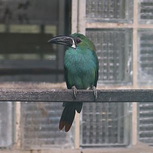 Crimson-rumped toucanet (Aulacorhynchus haematopygus)