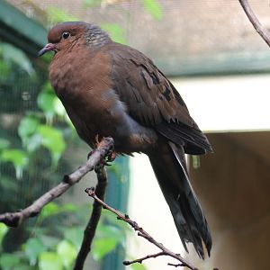 Socorro dove (Zenaida graysoni)