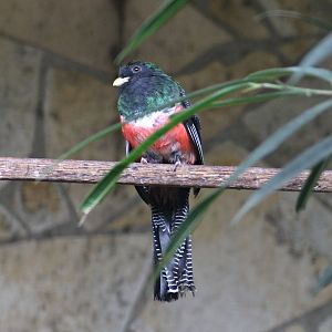 Collared Trogon (Trogon collaris)