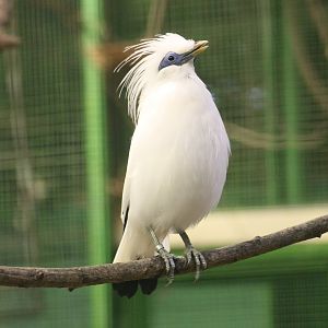 Bali myna (Leucopsar rothschildi)
